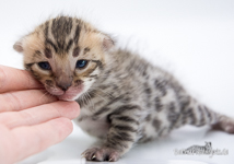 Bengal Cat